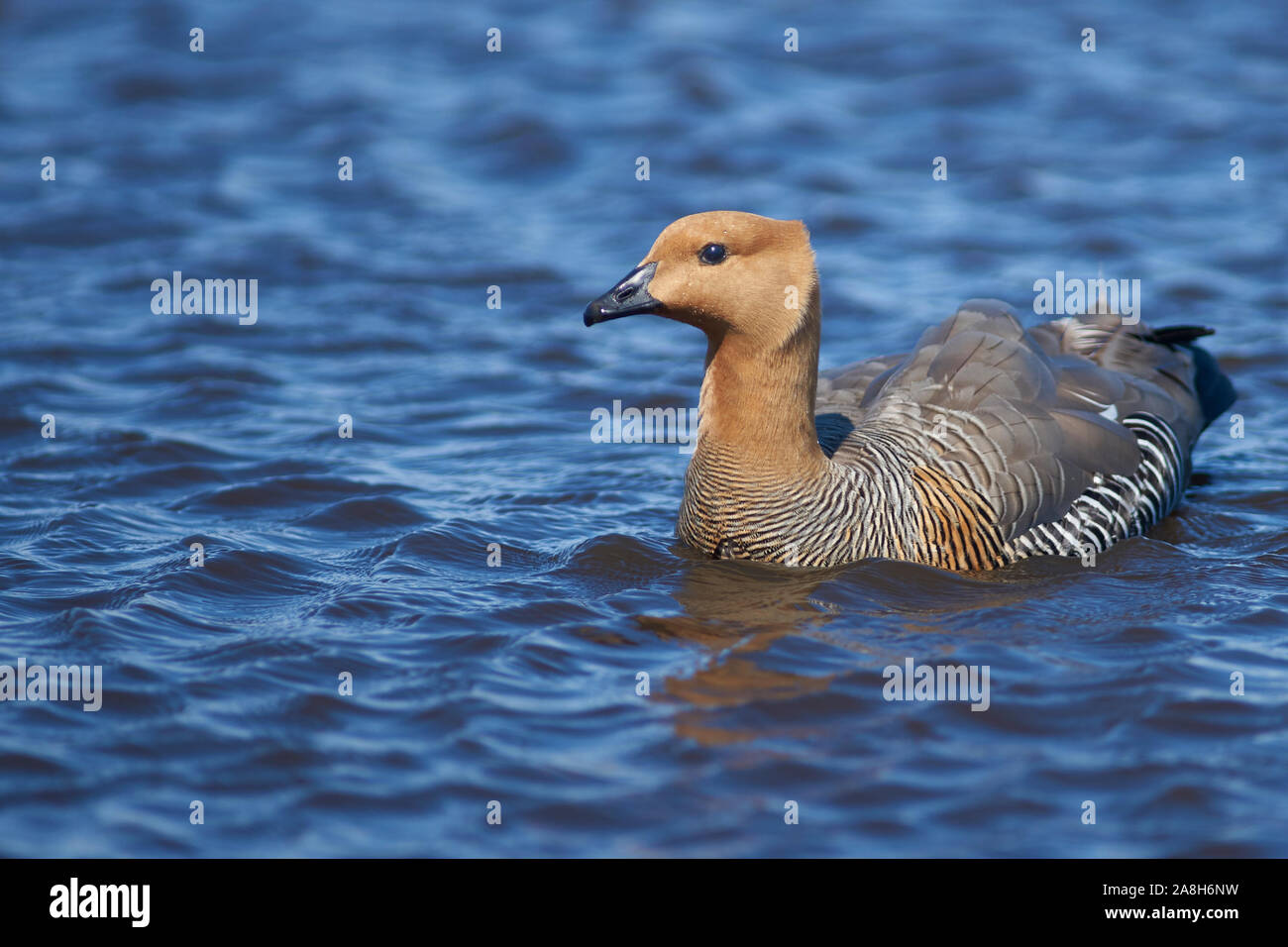 Rousse (Chloephaga picta Upland leucoptera) sur un étang d'eau douce sur l'île plus sombre dans les îles Falkland. Banque D'Images