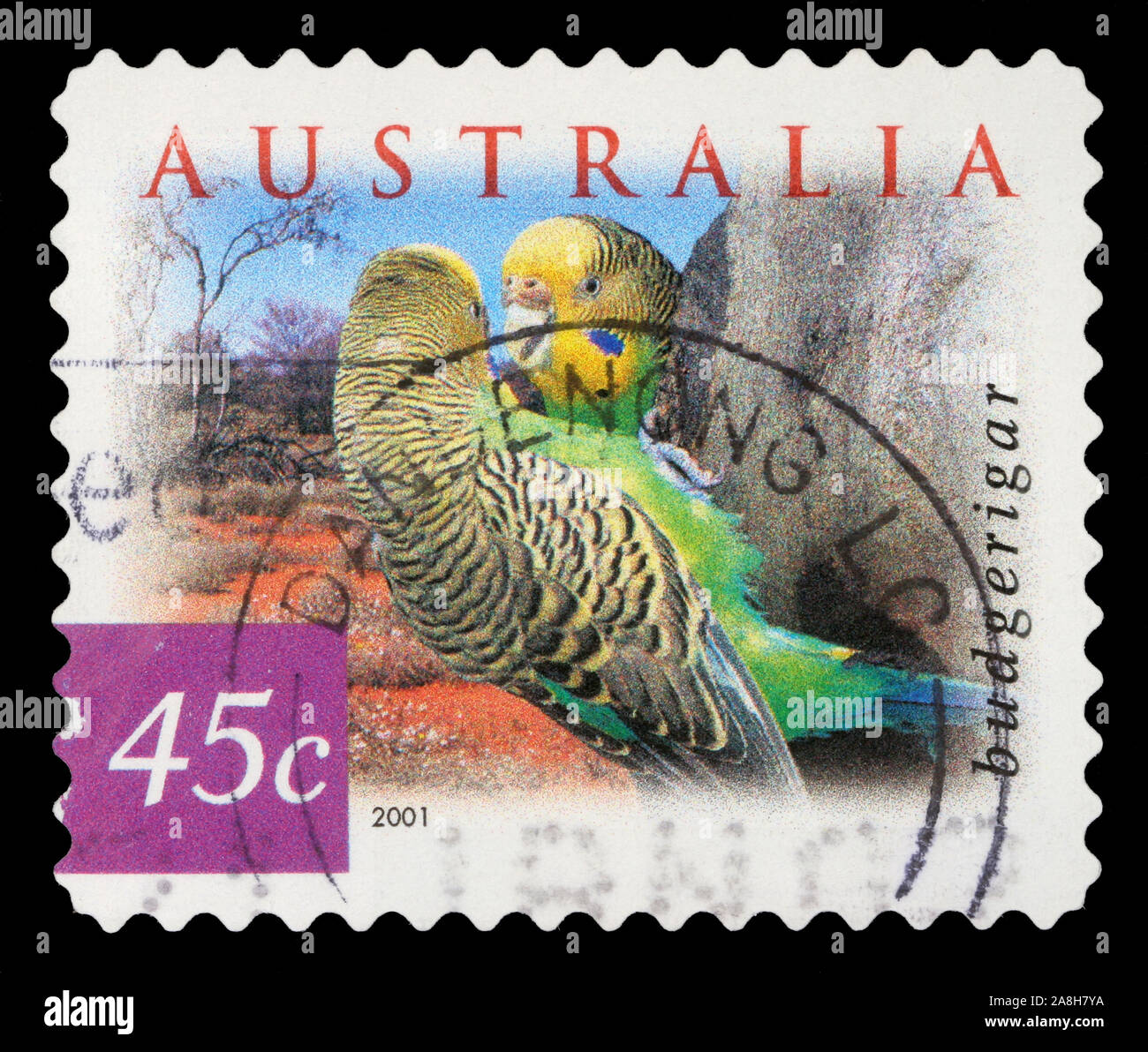 Timbres en l'Australie montre perruche, Melopsittacus undulatus, communs Pet perruche, perroquet, vers 2001 Banque D'Images