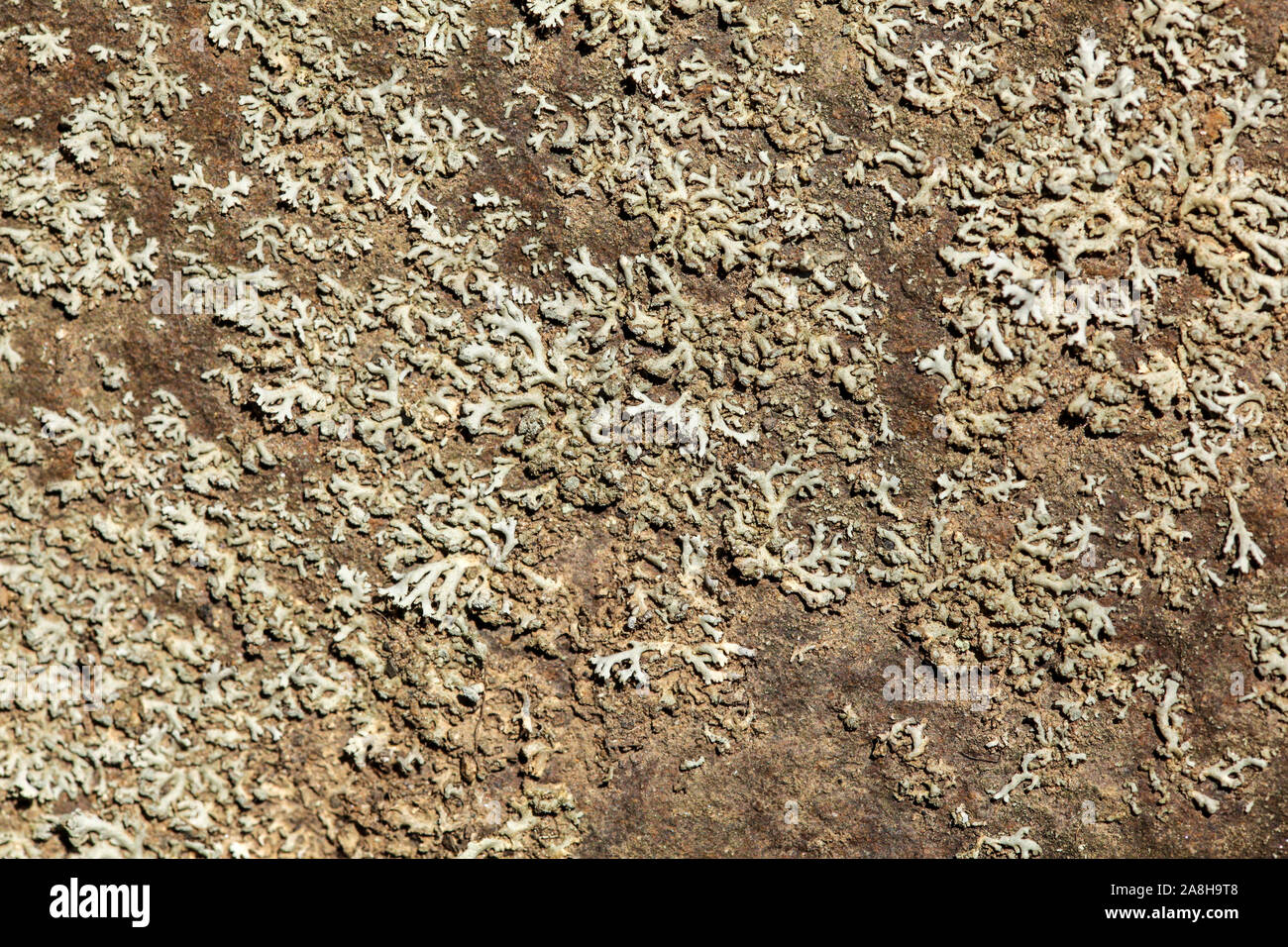 La croissance des lichens sur roche plate, résumé contexte organique Banque D'Images