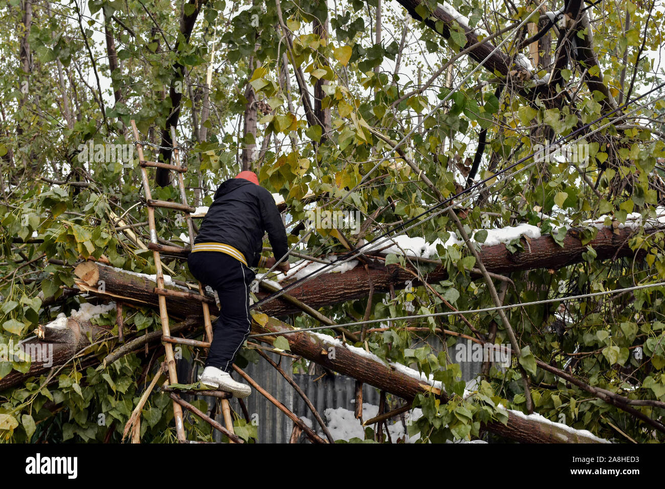 Cachemire, Inde. 09Th Nov, 2019. Un travailleur lignes de transmission électrique réparations après la forte chute de neige à la périphérie du Jammu-et-Cachemire.Au moins sept personnes sont mortes dans des incidents survenus à de nombreux endroits de la vallée au cours des saisons première neige. Un service météorologique a prédit le temps sec dans la région pour la prochaine semaine. Credit : SOPA/Alamy Images Limited Live News Banque D'Images