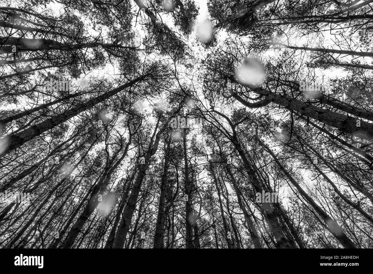 Une vue sur la cime des arbres, bois, forêts d'en bas que la pluie tombe sur l'objectif un jour froid de l'hiver, le printemps dans les bois Banque D'Images