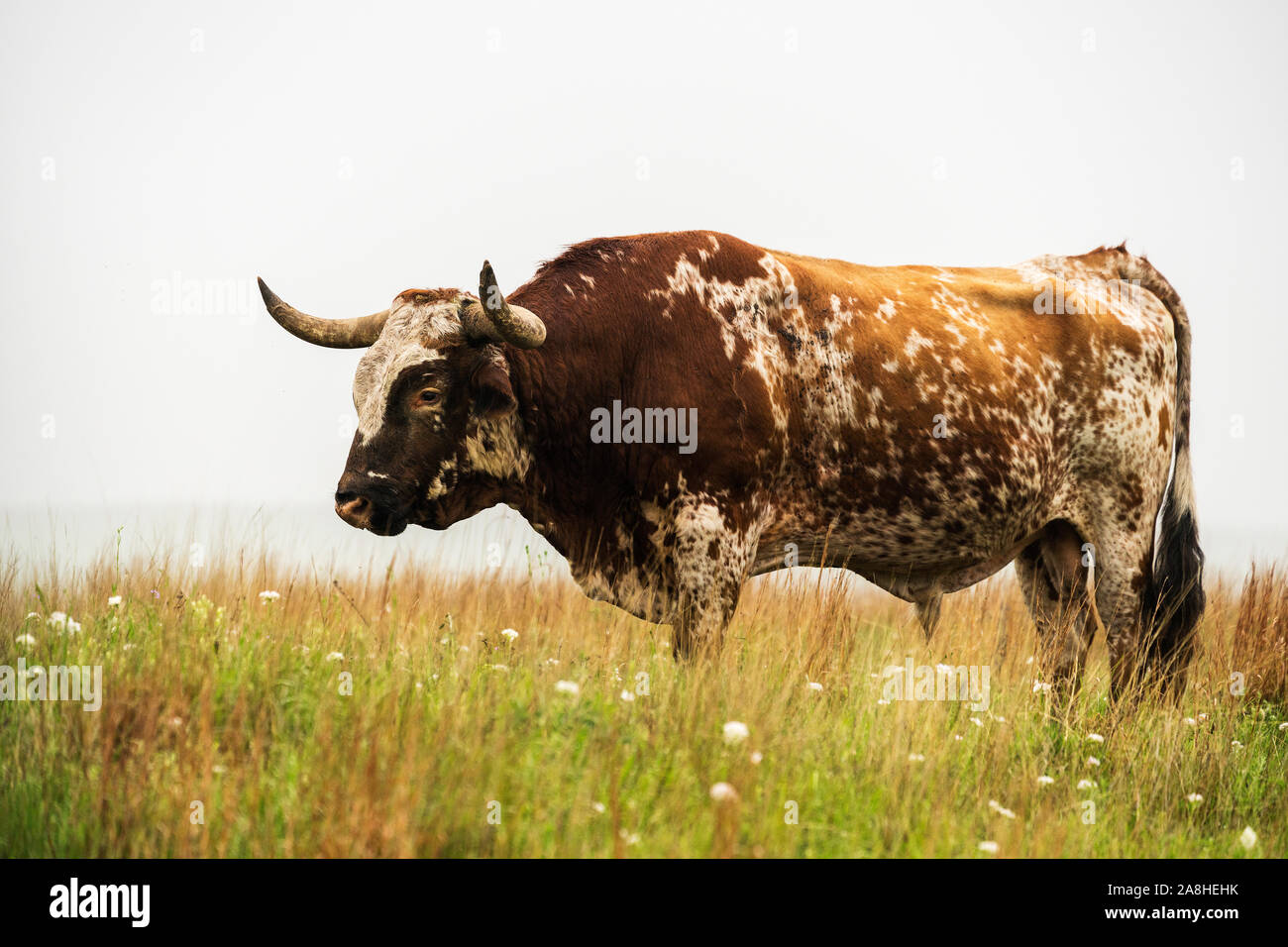 Taureau texan Longhorn au Wichita Mountains National Wildlife Refuge près de Lawton, Oklahoma Banque D'Images