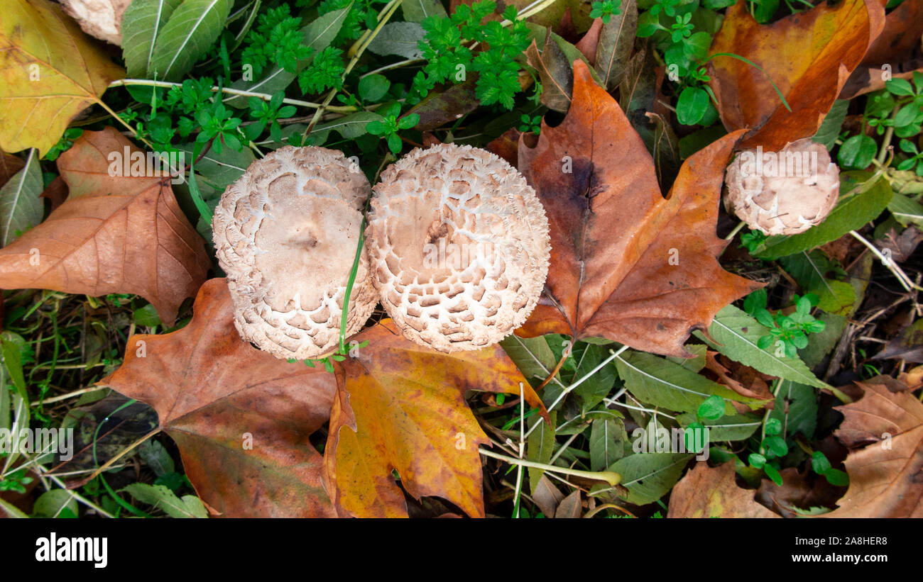 Coulemelle, Lepiota procera feuilles mortes d'automne, Banque D'Images