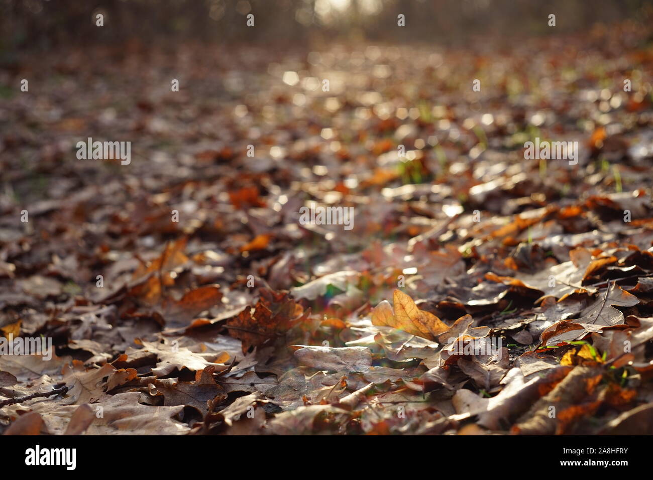Automne route dans une forêt ensoleillée couverte de feuilles marron Banque D'Images