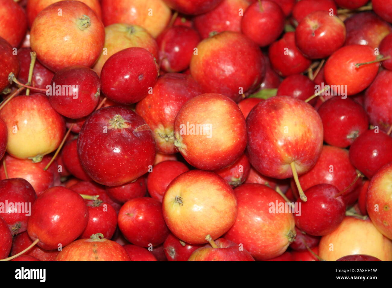 Pommes rouges dans un marché Banque D'Images