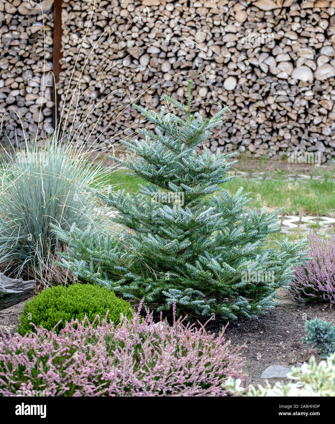 Korea-Tanne (Abies koreana 'Silberlocke') Banque D'Images
