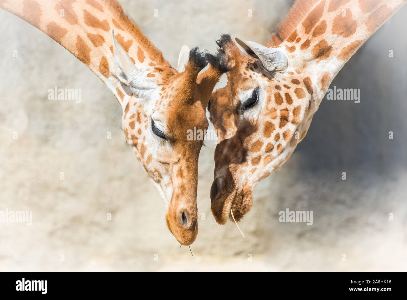 Girafes, mère et bébé girafe, amour Banque D'Images