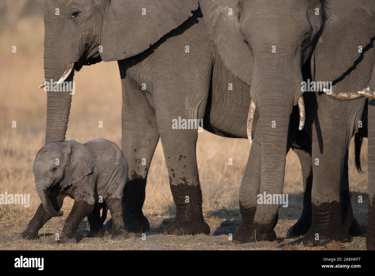 Les éléphants d'Afrique (Loxodonta africana) en NP Moremi (Khwai salon) Banque D'Images