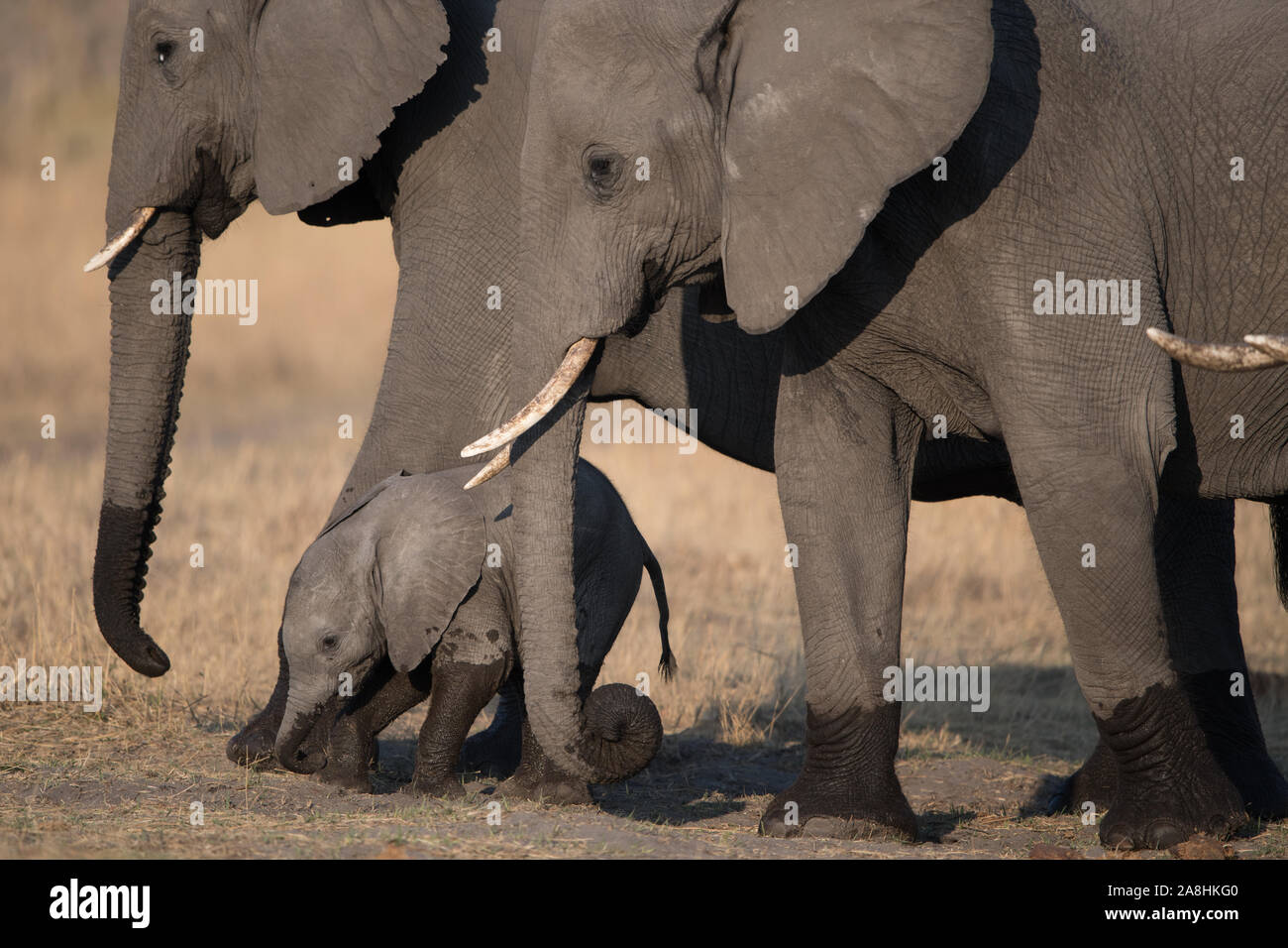 Les éléphants d'Afrique (Loxodonta africana) en NP Moremi (Khwai salon) Banque D'Images