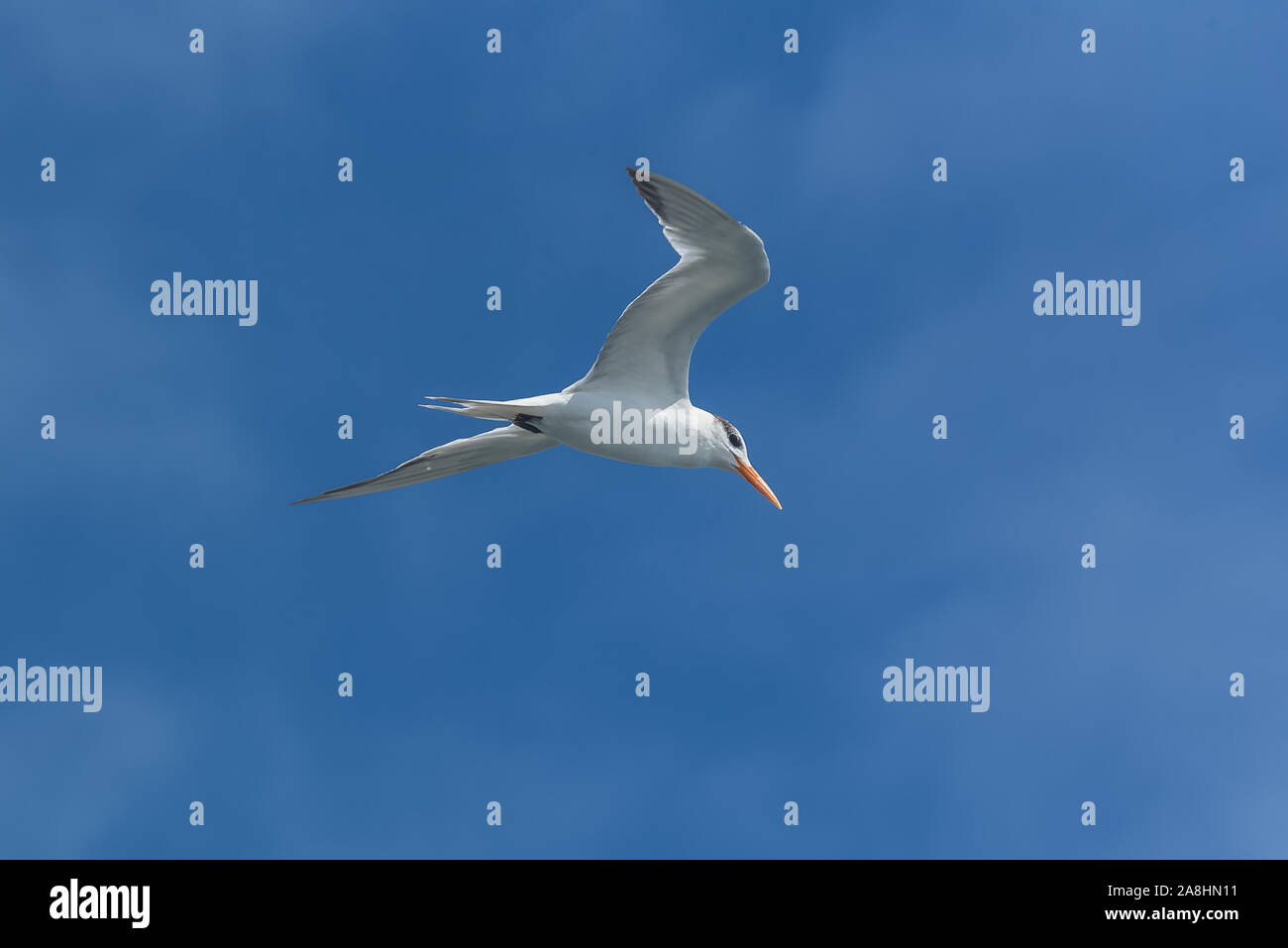 Super givrée, oiseau de mer, Polynésie, vol Banque D'Images