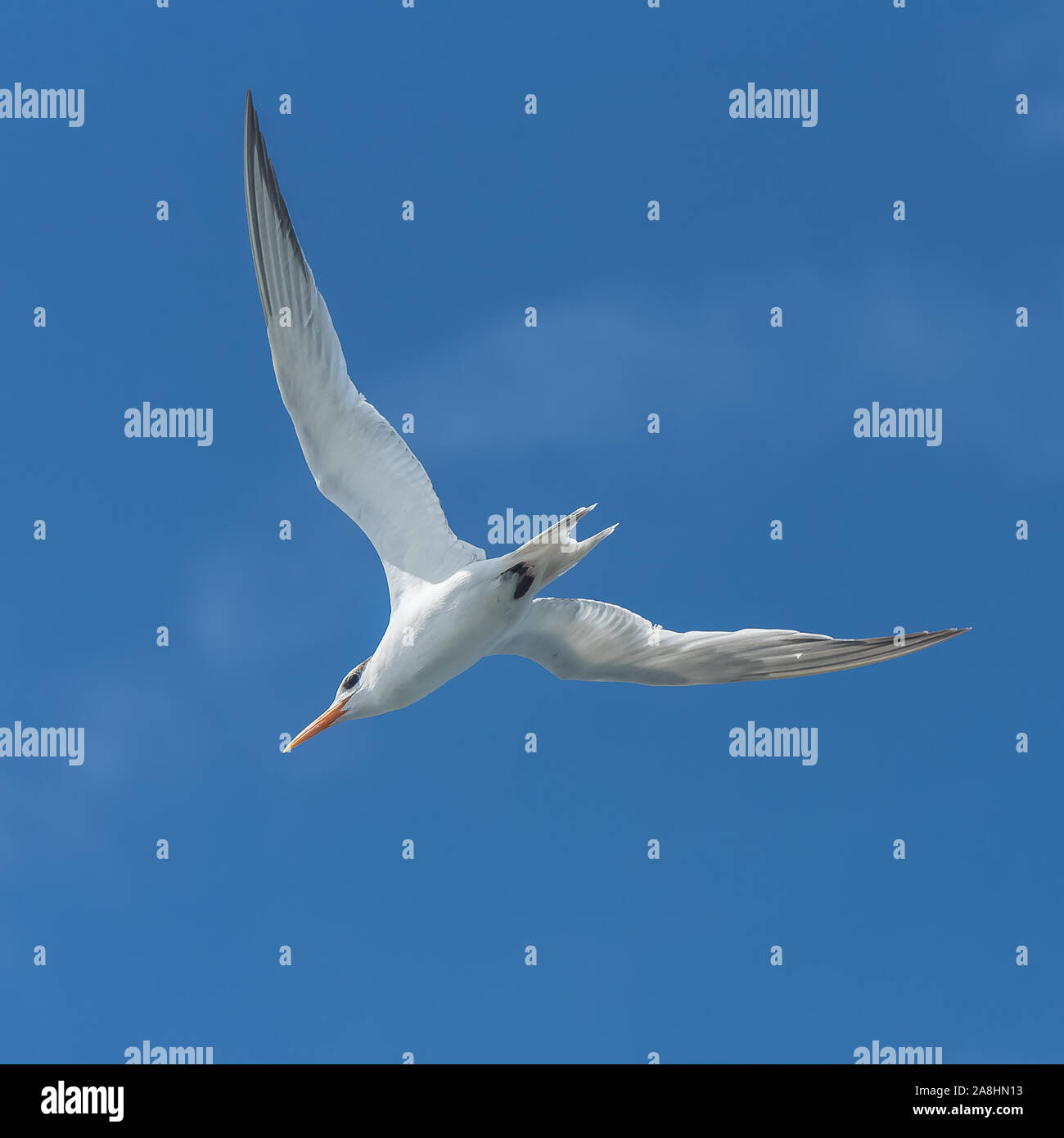 Super givrée, oiseau de mer, Polynésie, vol Banque D'Images