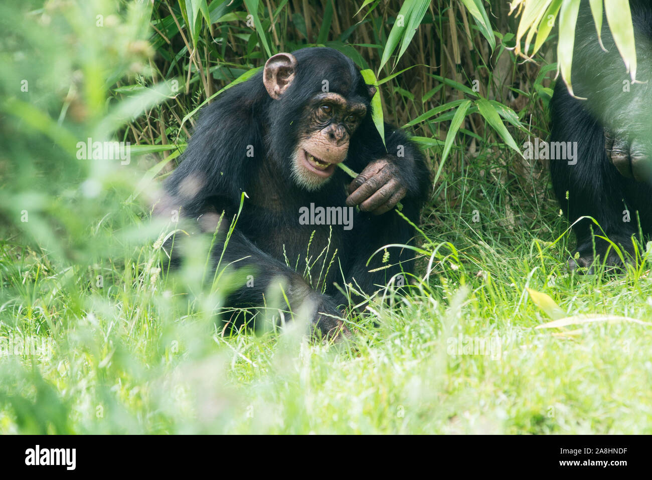 Les chimpanzés au zoo d'Edimbourg Banque D'Images