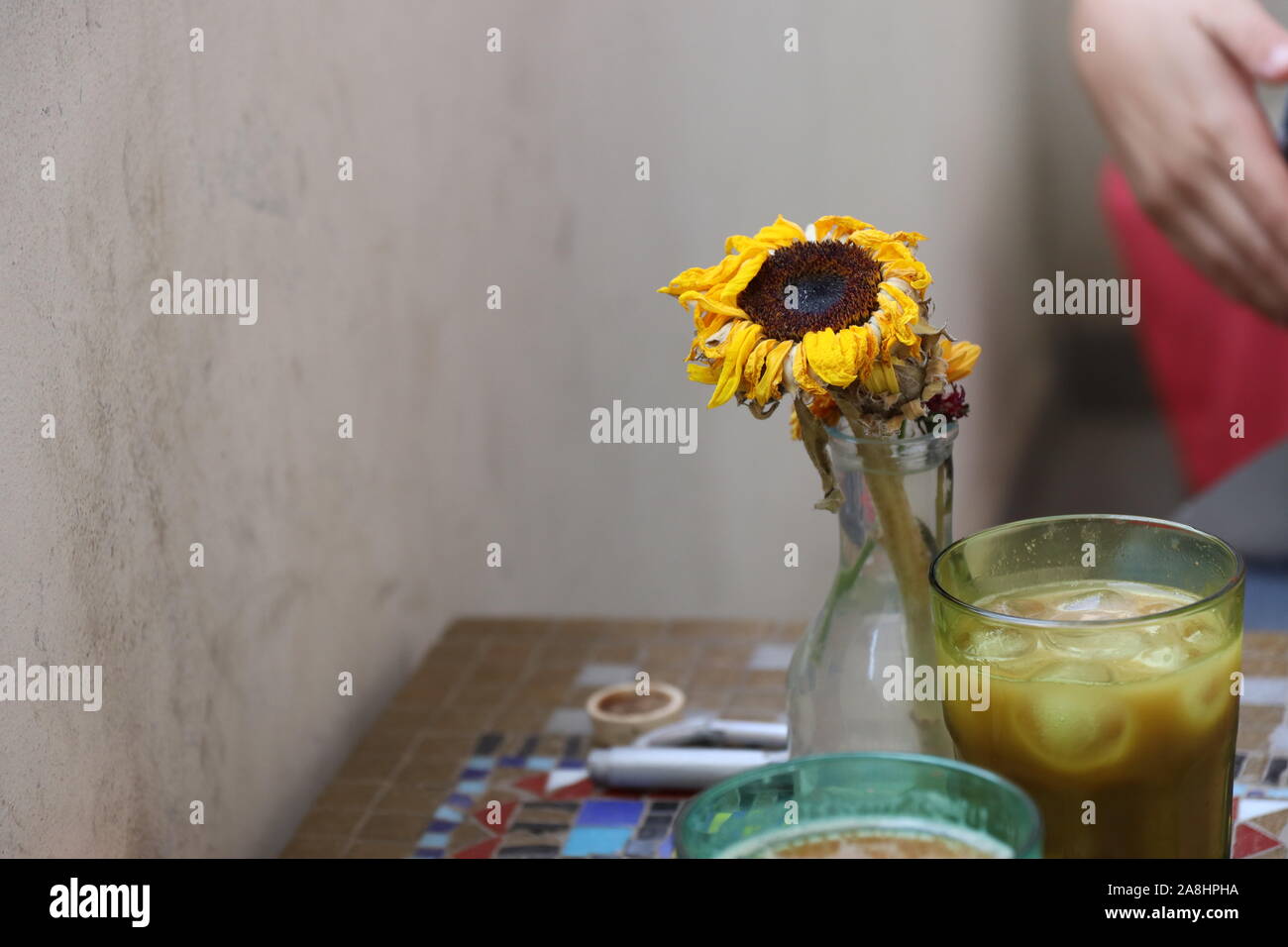 Tournesol de mourir, Tel Aviv Banque D'Images