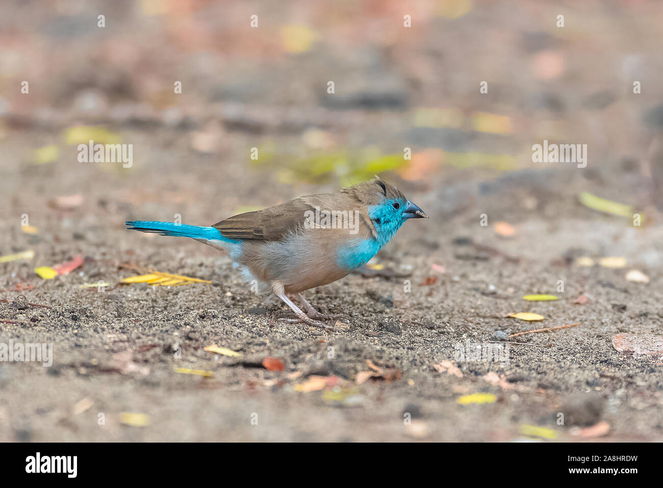 Cirage bleu, Uraeginthus angolensis, petit oiseau bleu à Sao Tomé Banque D'Images Cirage bleu, Uraeginthus angolensis, petit oiseau bleu à Sao Tomé Banque D'Images