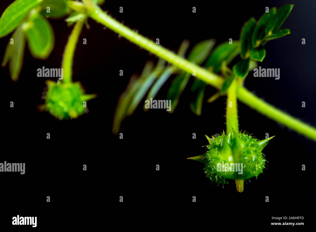 Petit caltrops et mauvaises herbes Feuilles, plante fraîcheur isolé sur fond noir Banque D'Images