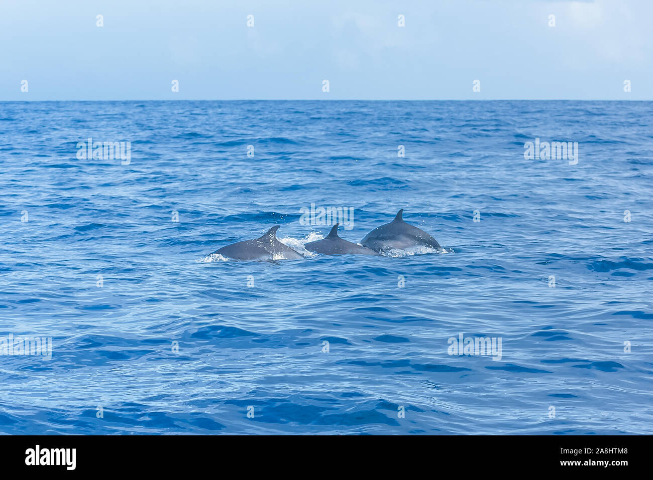 Dauphin à pois, nage avec les dauphins dans la mer bleue Banque D'Images