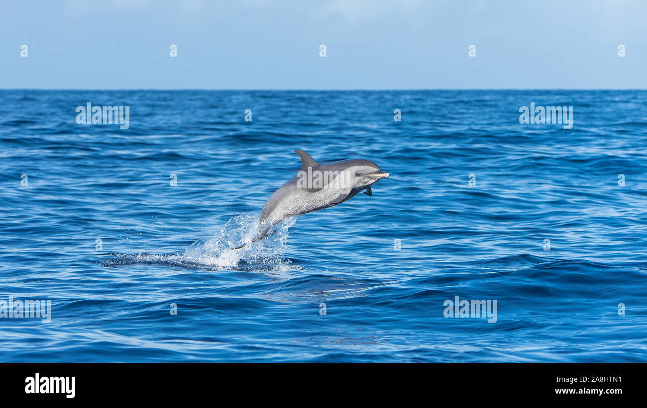 Dauphin à pois, dauphin à tête bombée tropical en mer bleue Banque D'Images