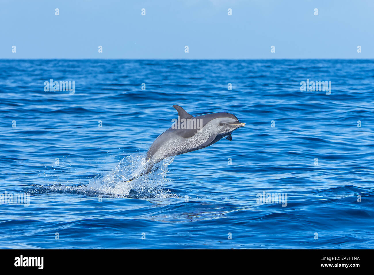 Dauphin à pois, dauphin à tête bombée tropical en mer bleue Banque D'Images
