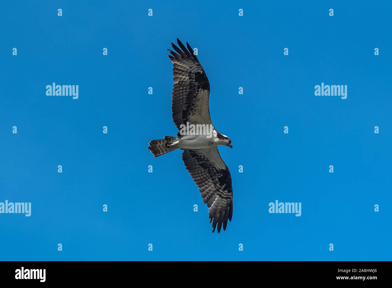 L'osproie occidentale volant dans le ciel bleu, essayant de prendre un poisson Banque D'Images