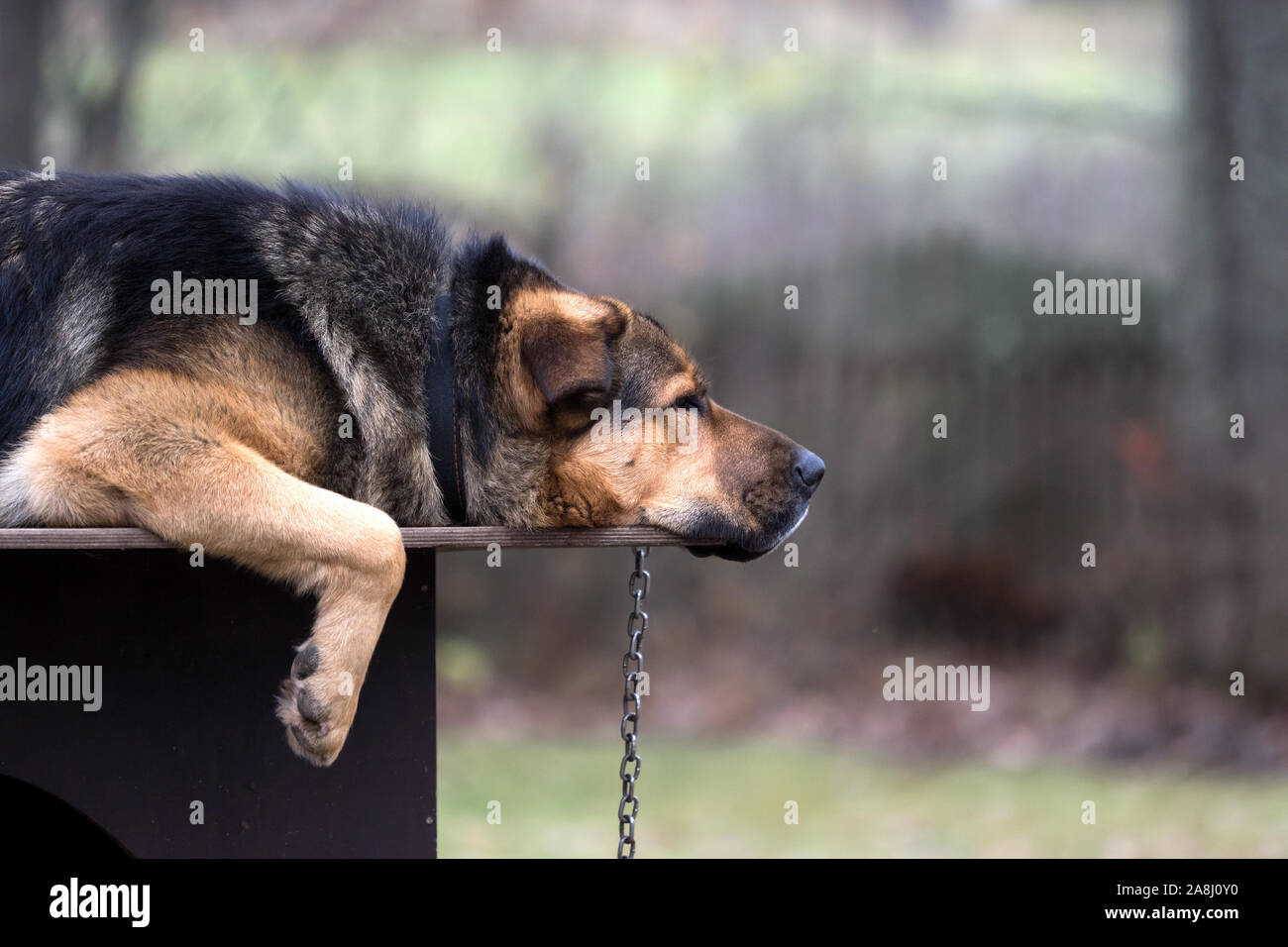 Chien triste sur une chaîne allongée sur chiens hut. C'est rocé de mastiff tibétain et berger allemand. Banque D'Images