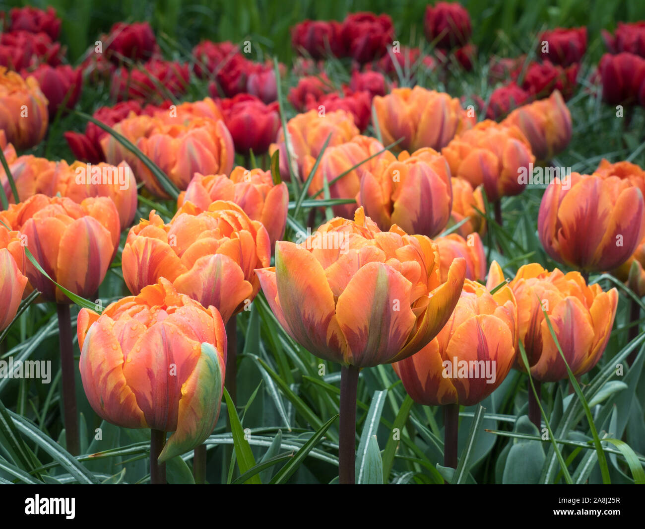 Tulipes au jardin de Keukenhof, Lisse, Pays-Bas Banque D'Images