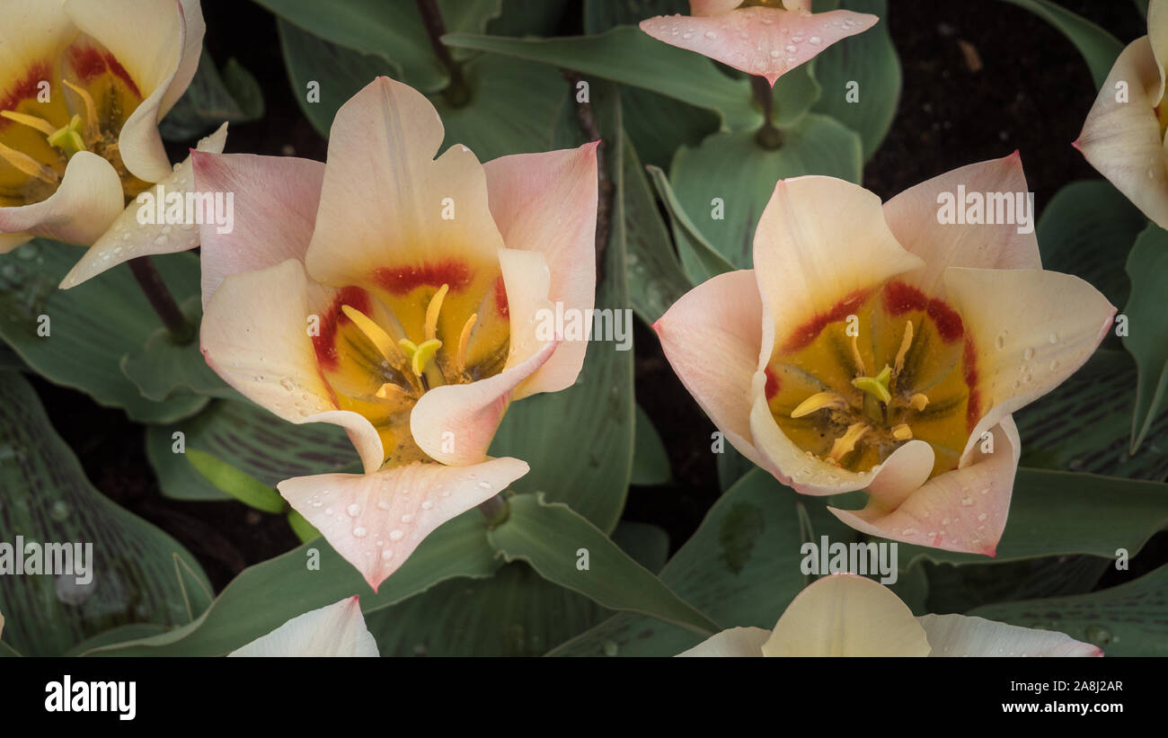 Tulipes au jardin de Keukenhof, Lisse, Pays-Bas Banque D'Images