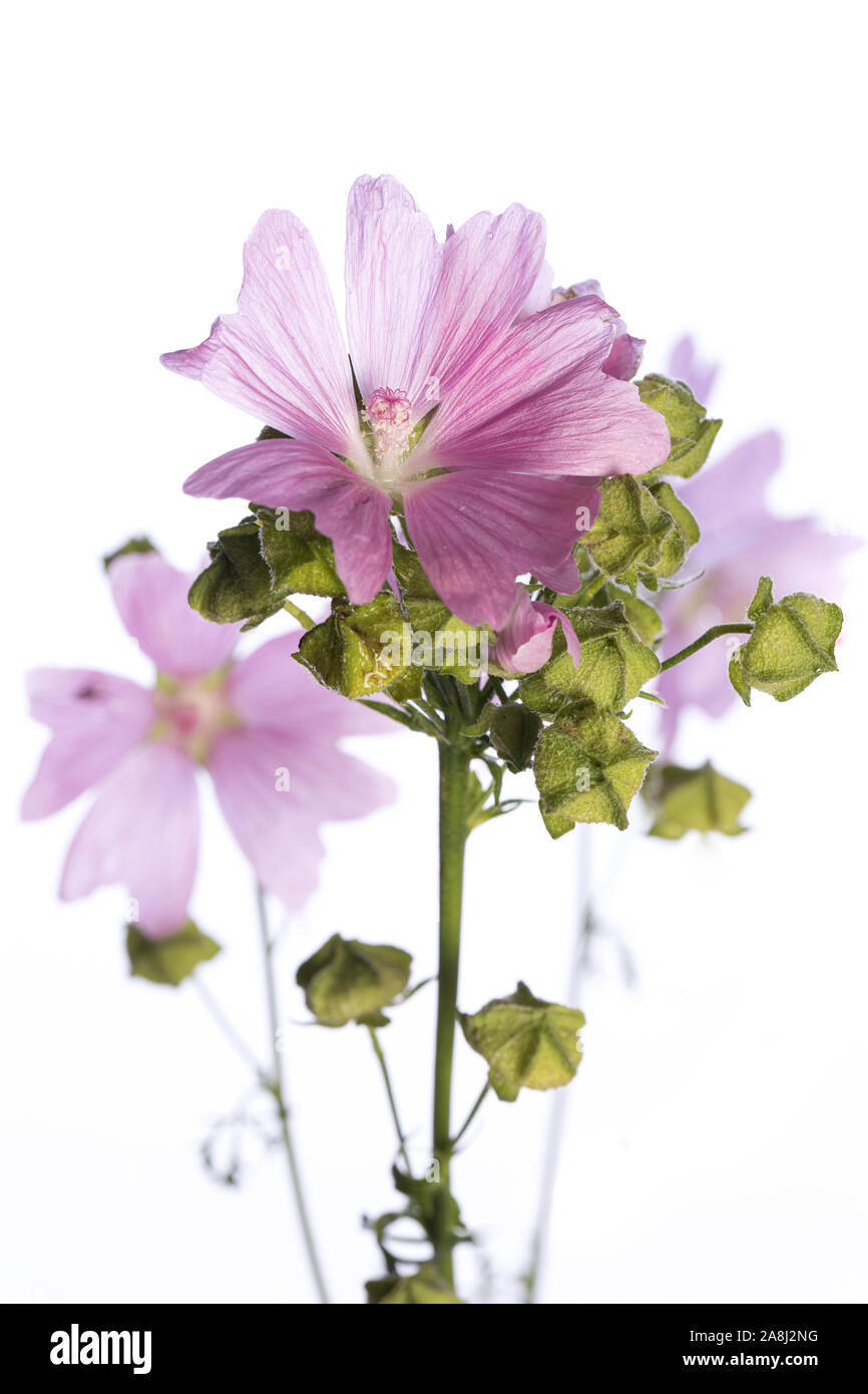De mon jardin des plantes médicinales : Malva sylvestris (mauve commune ) fleurs et graines / fruits isolé sur fond blanc Banque D'Images
