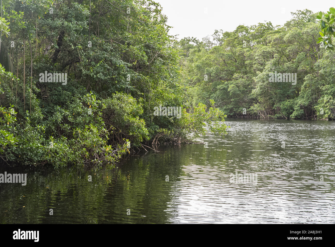 Marais de mangrove, boue en Guadeloupe, nature sauvage avec mangroves Banque D'Images