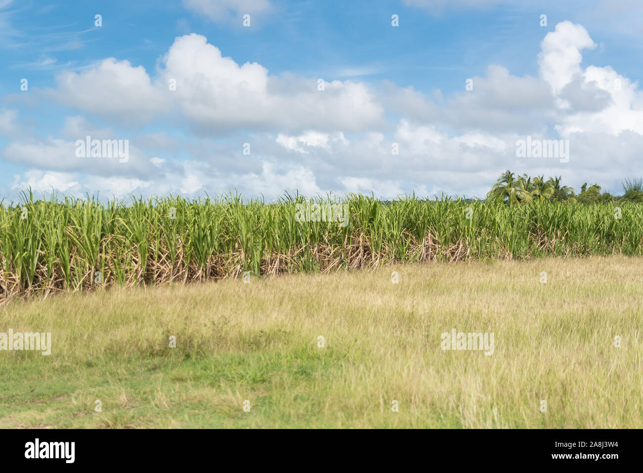 plantation-de-canne-sucre-en-guadeloupe-banque-de-photographies-et-d