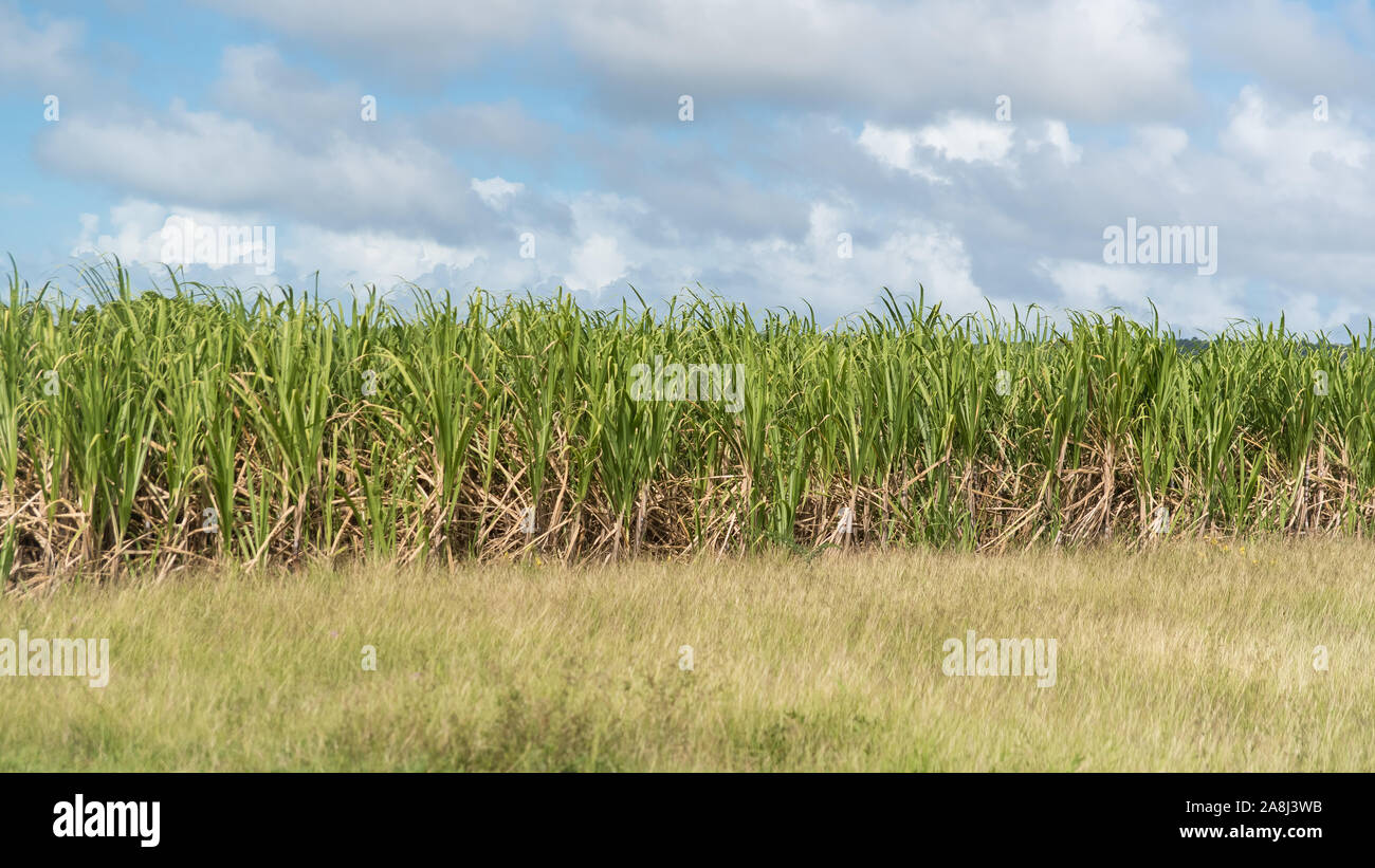 guadeloupe-sugar-cane-plantation-banque-de-photographies-et-d-images
