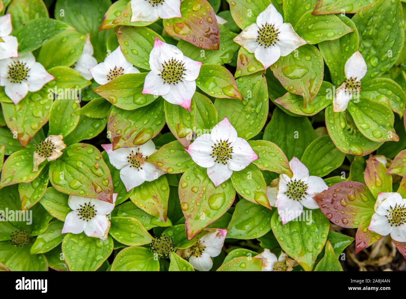 Teppich-Hartriegel (Cornus canadensis) Banque D'Images