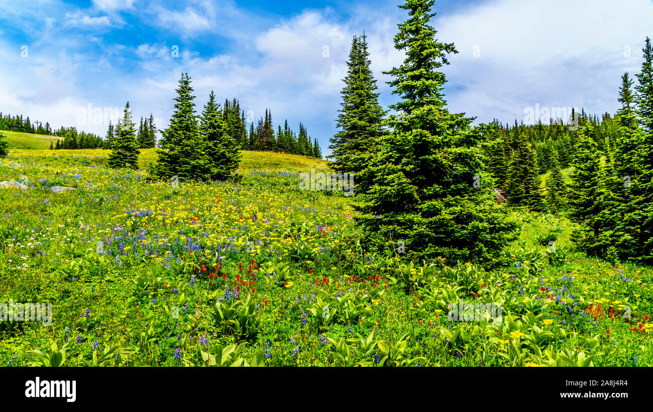 Randonnée à travers les alpages remplis de fleurs sauvages en abondance. Sur les TSD Mountain au village alpin de Sun Peaks dans la Shuswap Highlands of BC Banque D'Images