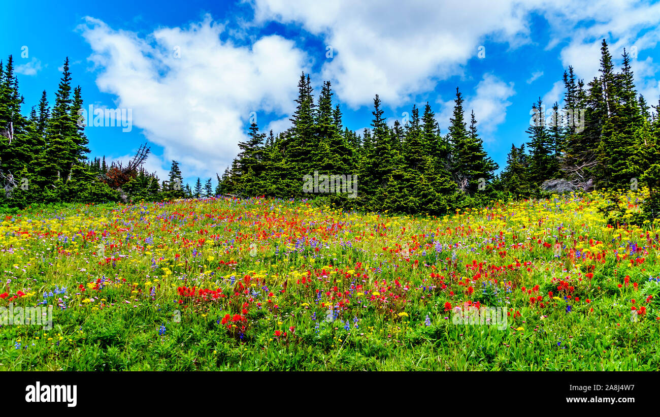 Randonnée à travers les alpages remplis de fleurs sauvages en abondance. Sur les TSD Mountain au village alpin de Sun Peaks dans la Shuswap Highlands of BC Banque D'Images