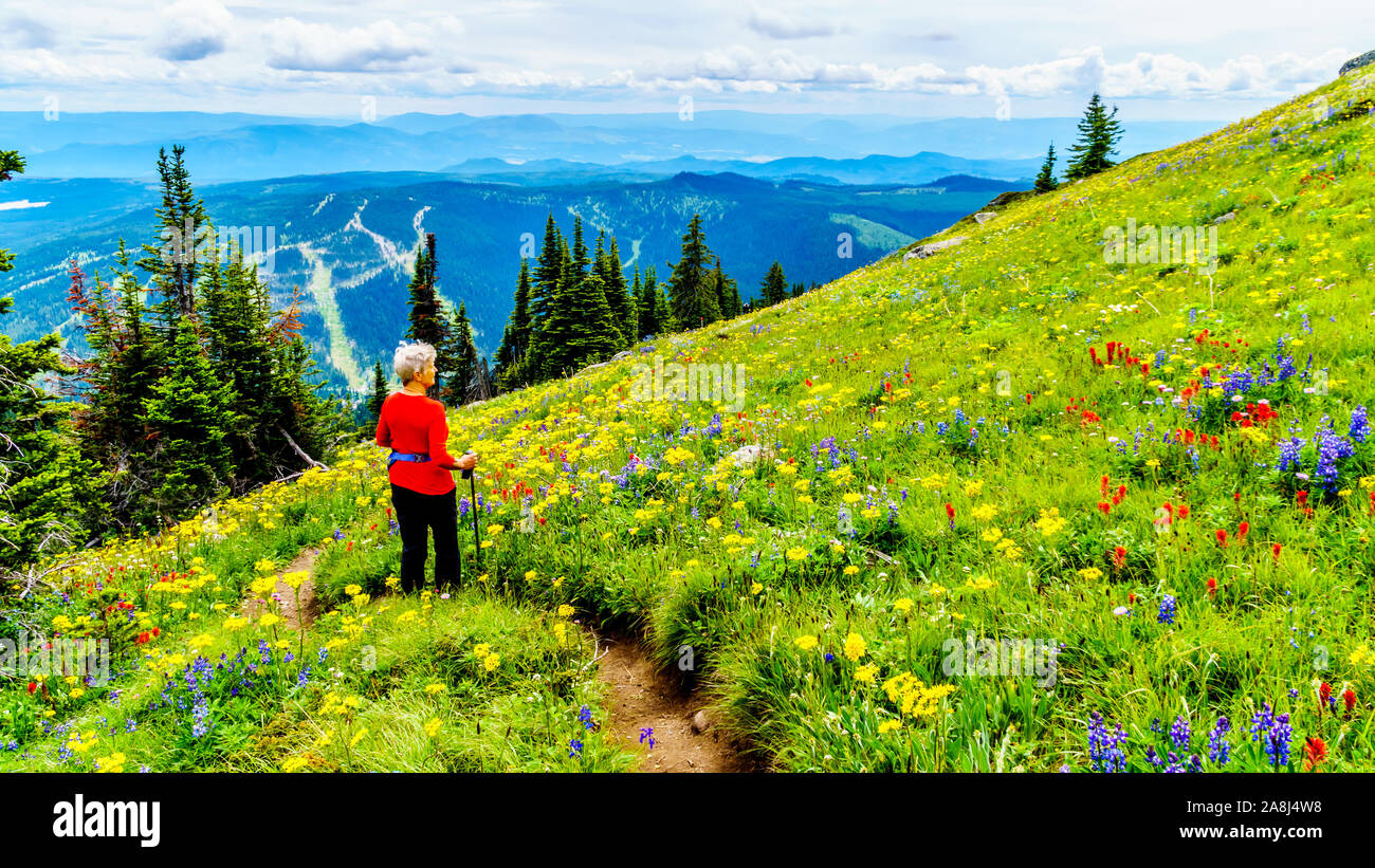 Randonnée à travers les alpages remplis de fleurs sauvages en abondance. Sur les TSD Mountain au village alpin de Sun Peaks dans la Shuswap Highlands of BC Banque D'Images