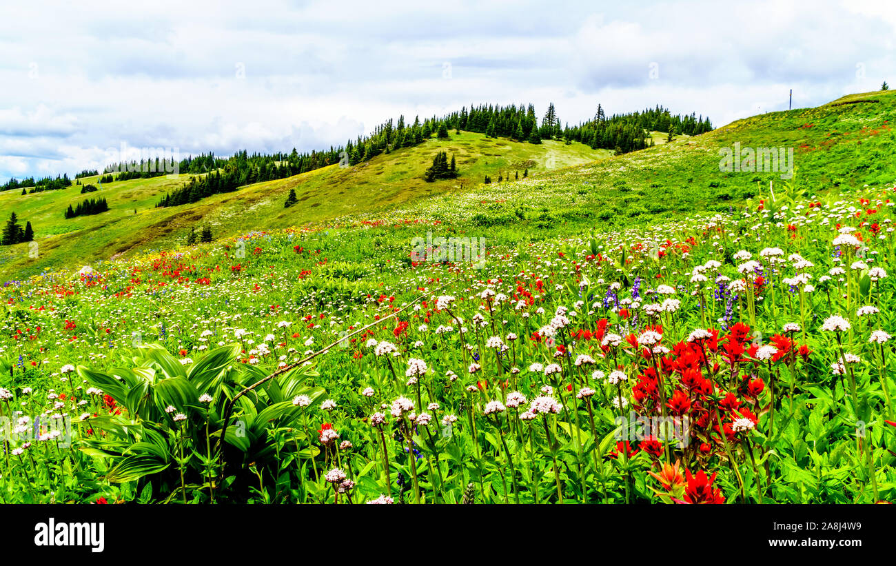 Randonnée à travers les alpages remplis de fleurs sauvages en abondance. Sur les TSD Mountain au village alpin de Sun Peaks dans la Shuswap Highlands of BC Banque D'Images