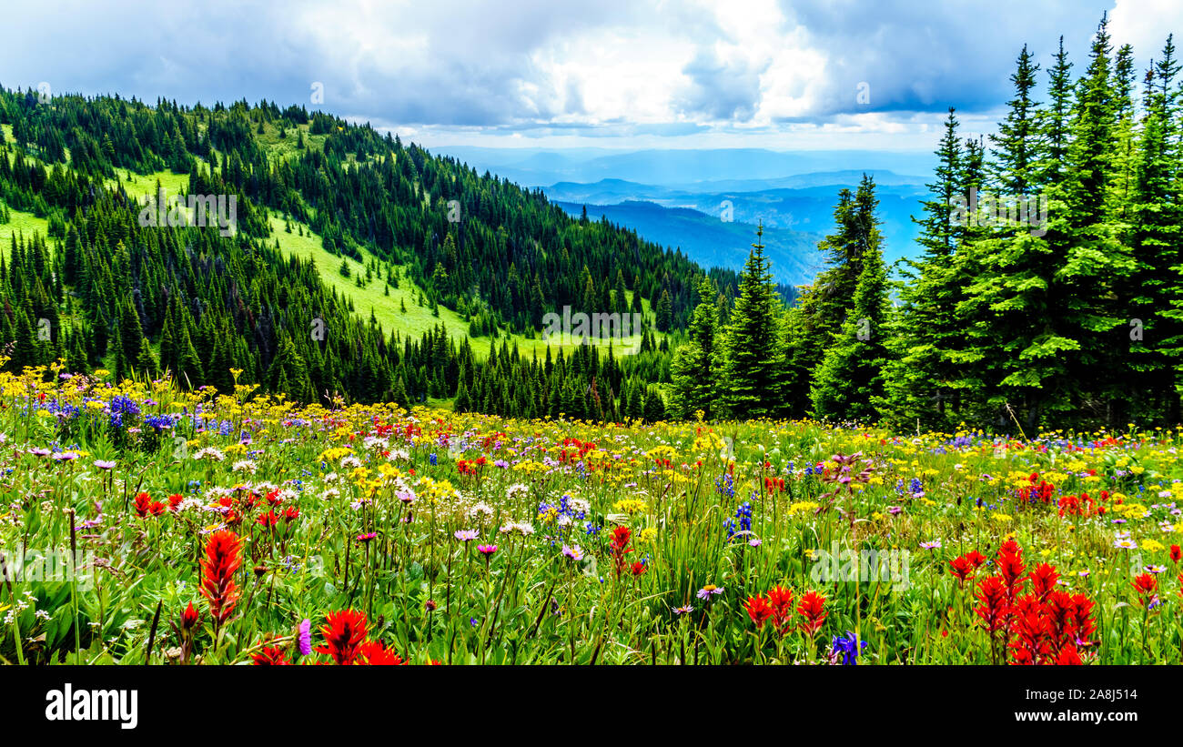 Randonnée à travers les alpages remplis de fleurs sauvages en abondance. Sur les TSD Mountain au village alpin de Sun Peaks dans la Shuswap Highlands of BC Banque D'Images