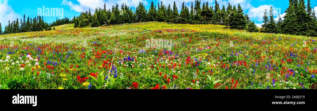Randonnée à travers les alpages remplis de fleurs sauvages en abondance. Sur les TSD Mountain au village alpin de Sun Peaks dans la Shuswap Highlands of BC Banque D'Images