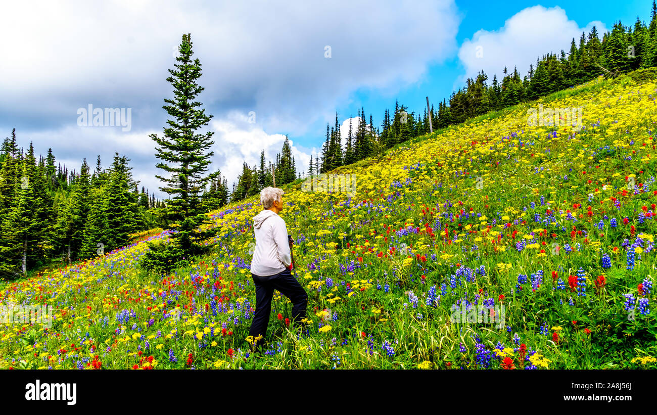 Randonnée à travers les alpages remplis de fleurs sauvages en abondance. Sur les TSD Mountain au village alpin de Sun Peaks dans la Shuswap Highlands of BC Banque D'Images