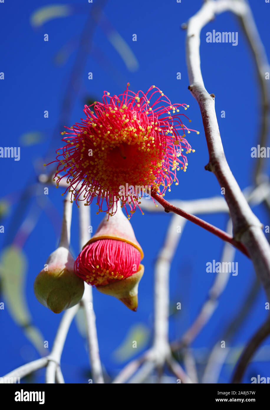 Vue d'un eucalyptus rouge fleur dans l'ouest de l'Australie Banque D'Images