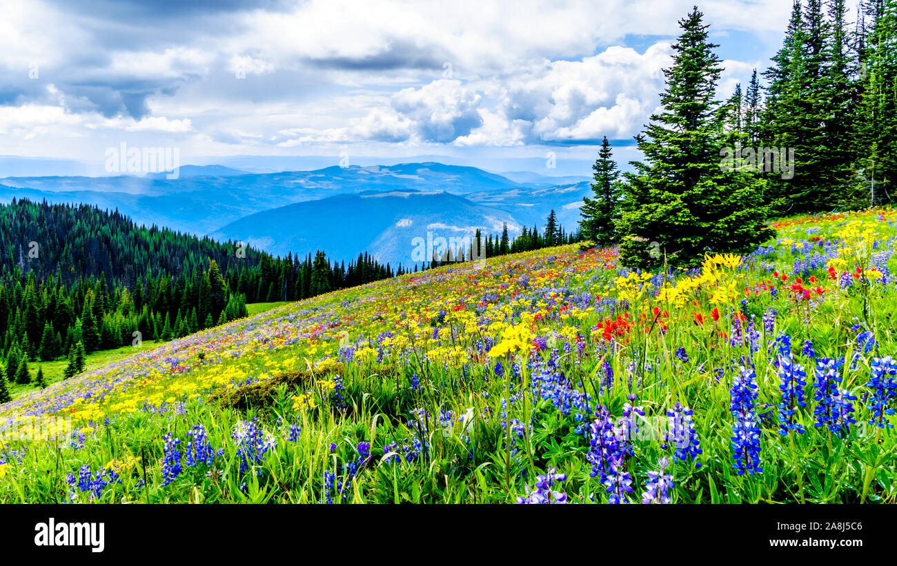 Randonnée à travers les alpages remplis de fleurs sauvages en abondance. Sur les TSD Mountain au village alpin de Sun Peaks dans la Shuswap Highlands of BC Banque D'Images