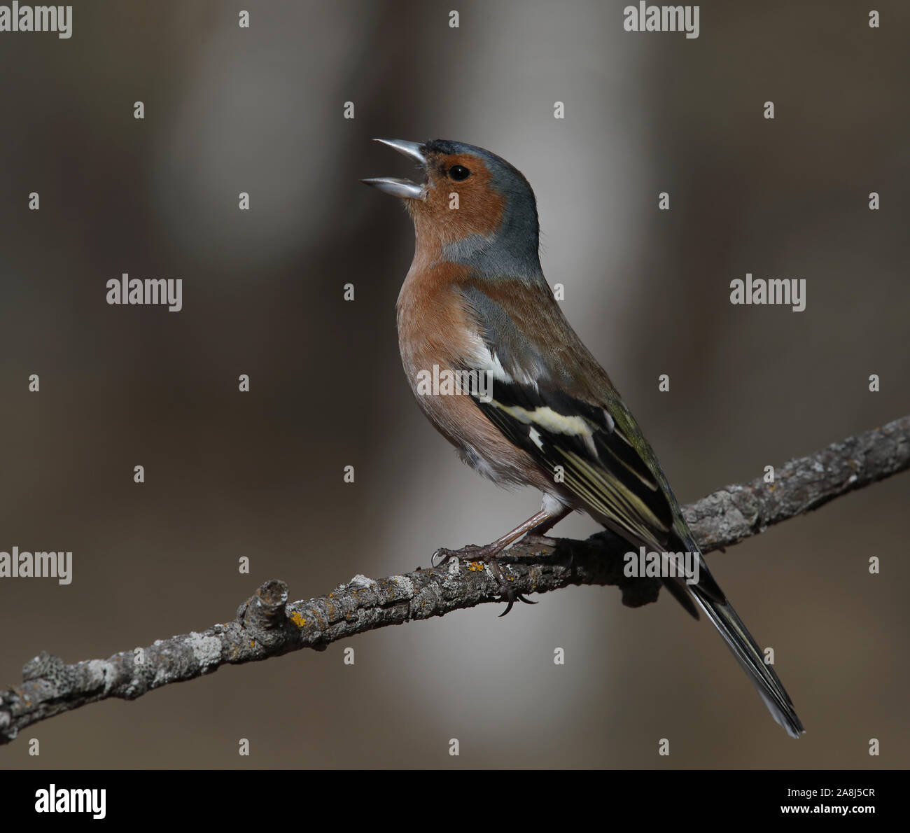 Chaffinch, chaffinch, Chaffinch, Fringilla coelebs, homme, chant de twigg Banque D'Images