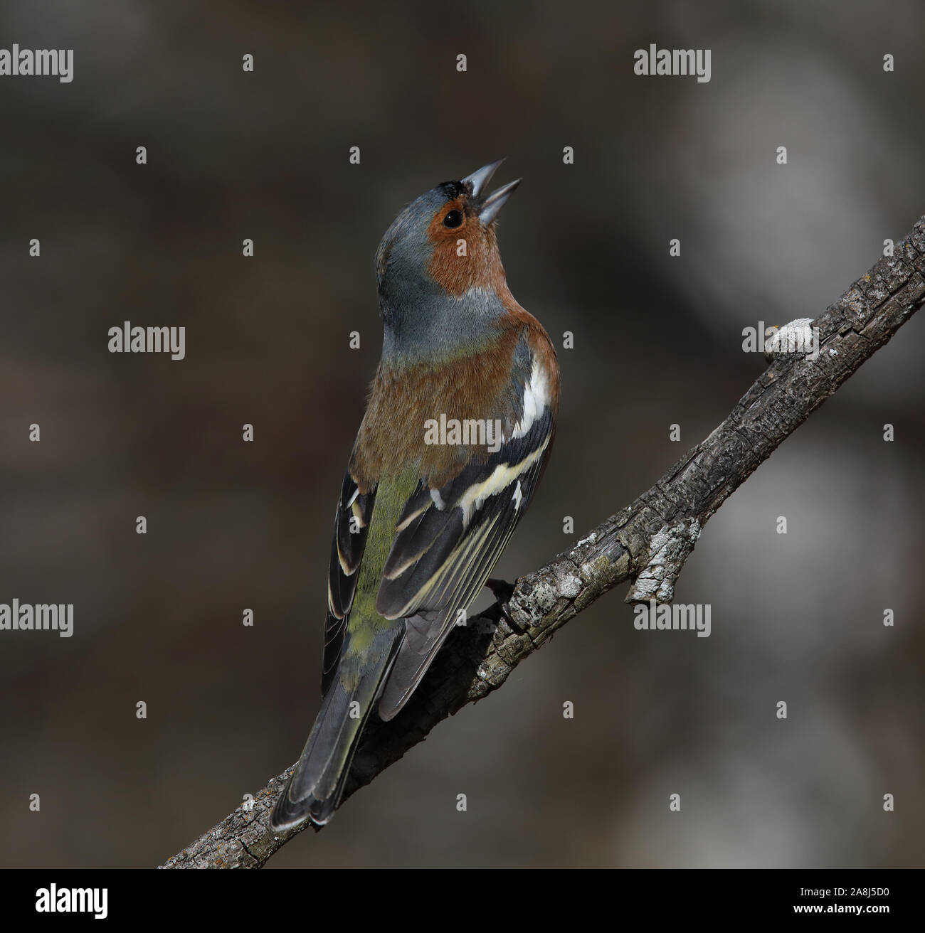 Chaffinch, chaffinch, Chaffinch, Fringilla coelebs, homme, chant de twigg Banque D'Images