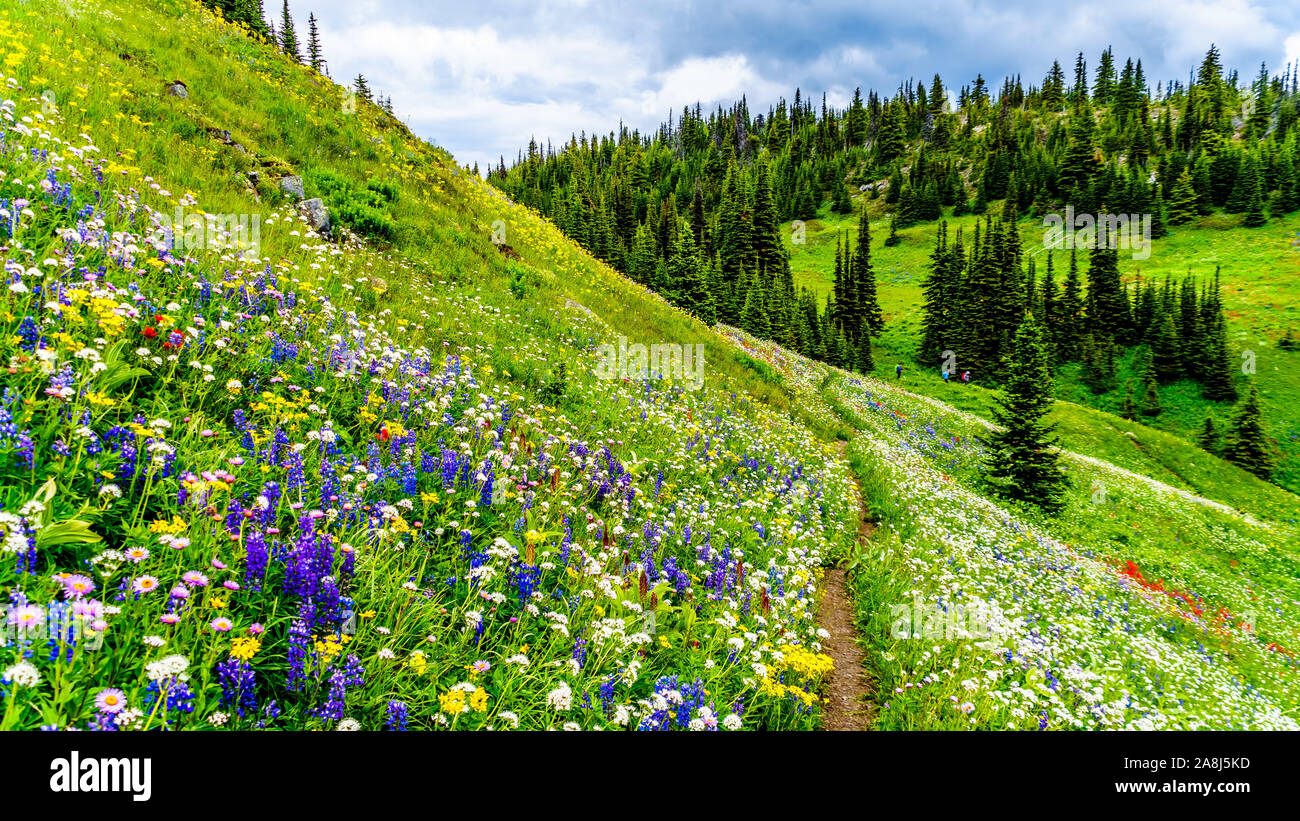 Randonnée à travers les alpages remplis de fleurs sauvages en abondance. Sur les TSD Mountain au village alpin de Sun Peaks dans la Shuswap Highlands of BC Banque D'Images