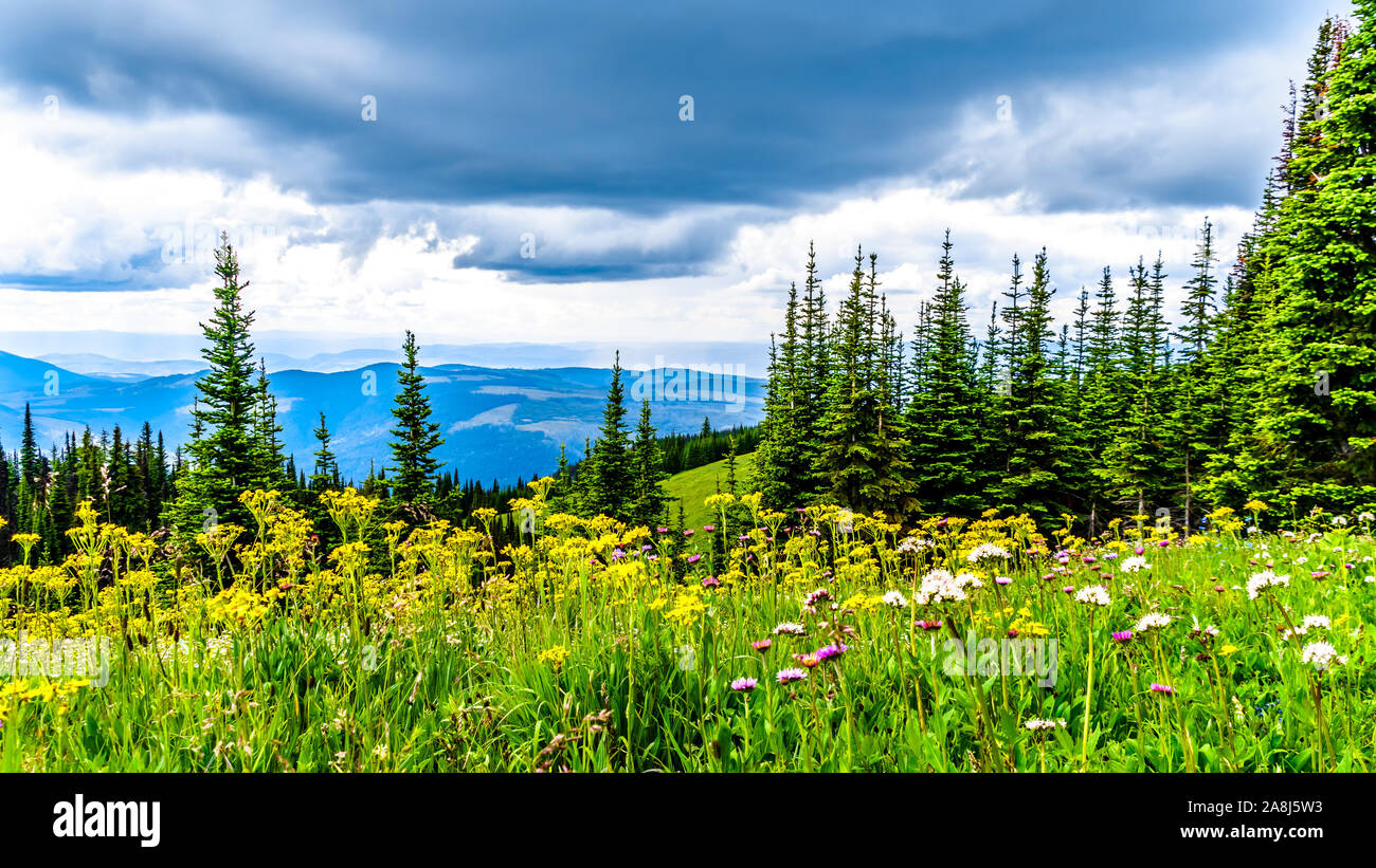 Randonnée à travers les alpages remplis de fleurs sauvages en abondance. Sur les TSD Mountain au village alpin de Sun Peaks dans la Shuswap Highlands of BC Banque D'Images