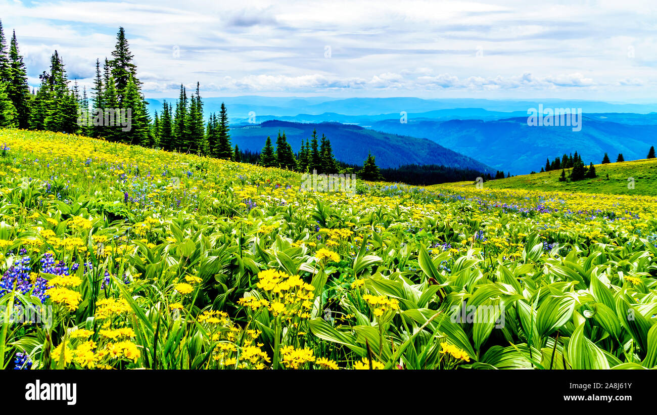 Randonnée à travers les alpages remplis de fleurs sauvages en abondance. Sur les TSD Mountain au village alpin de Sun Peaks dans la Shuswap Highlands of BC Banque D'Images