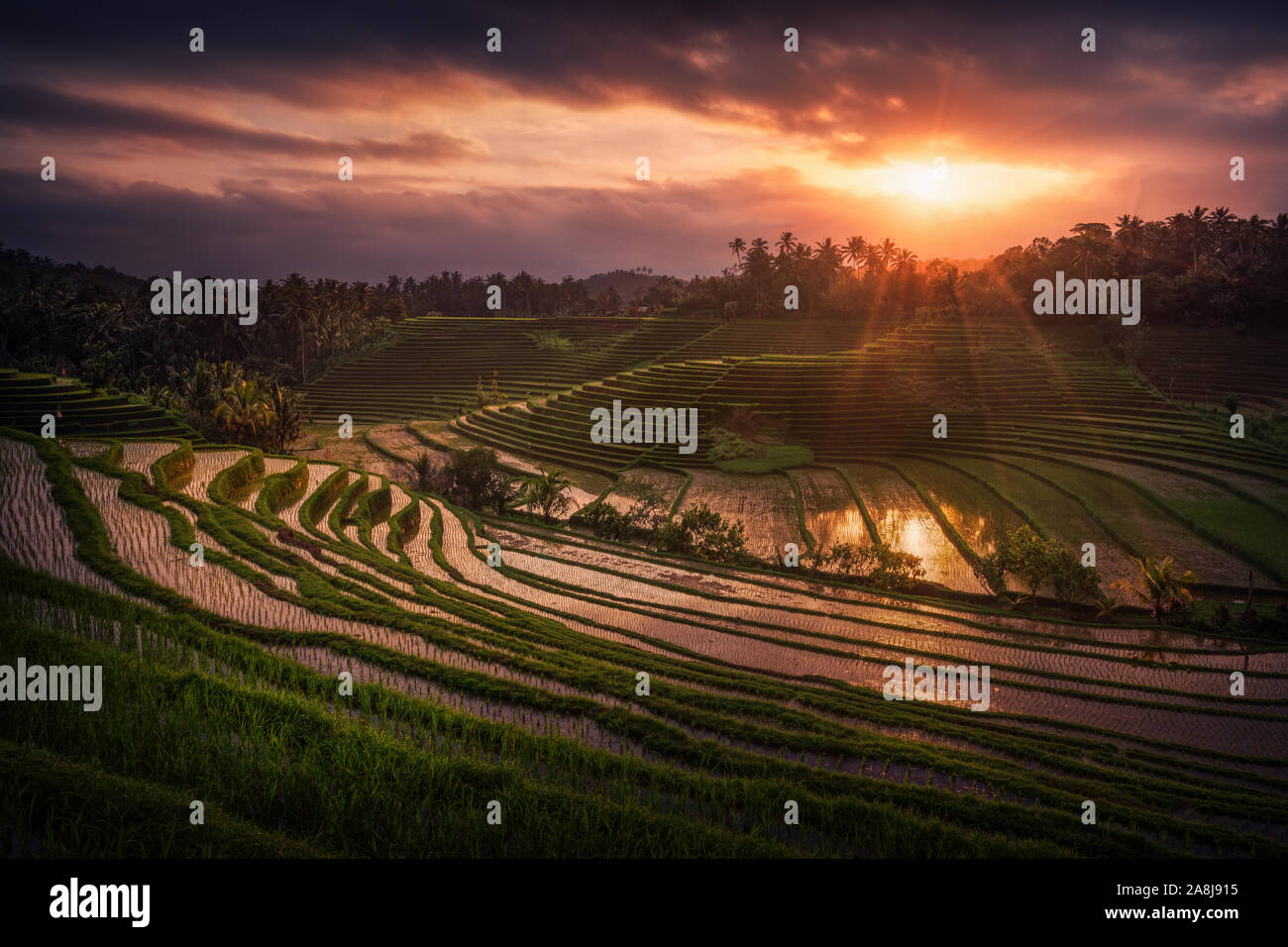 Belimbing rizières en terrasse au coucher du soleil. La culture du riz inondé. La récolte. Paysage de Bali. Banque D'Images