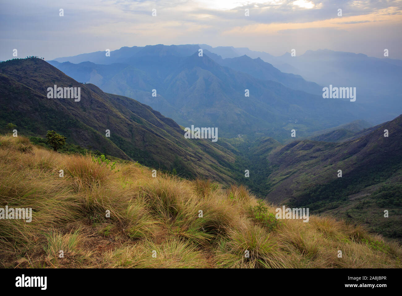 Vue de l'Kolukkumalai (plantation de thé de thé le plus élevé du monde) Banque D'Images