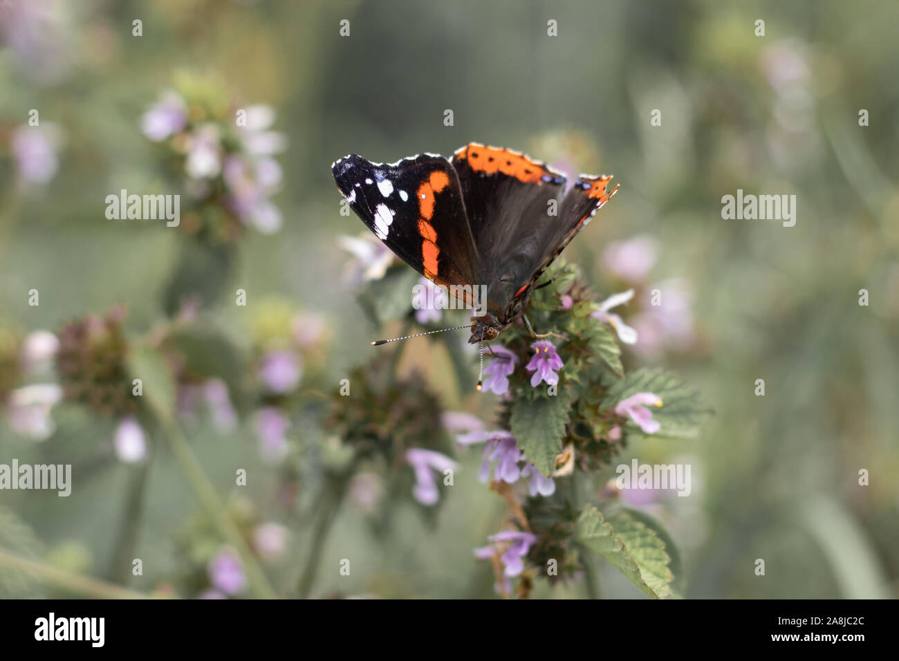 Papillon photographié Gros plan sur une fleur. Noir avec un papillon orange points Banque D'Images