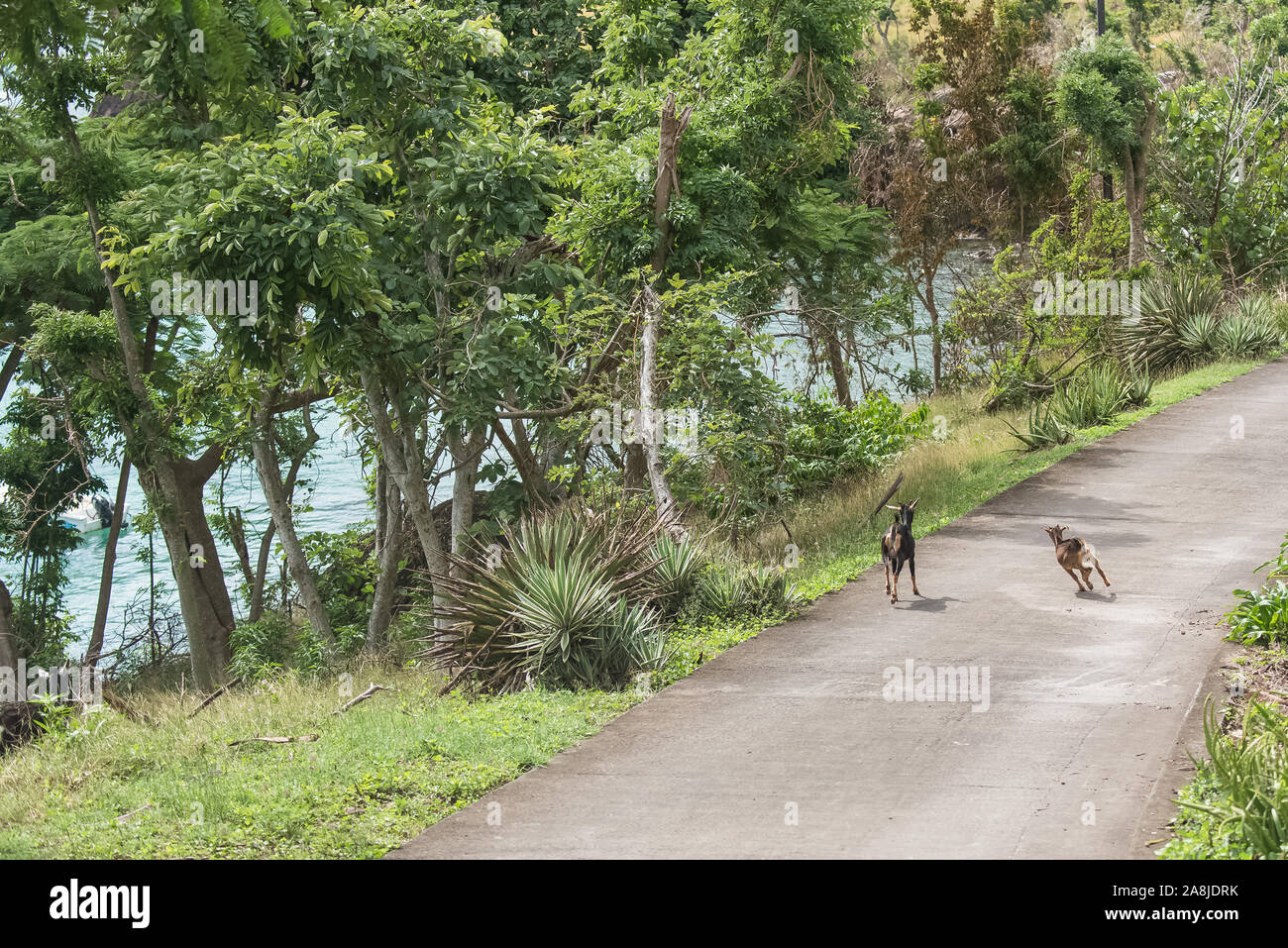 Chèvre sauvage blanc et brun, tête, animal sauvage en Guadeloupe Banque D'Images