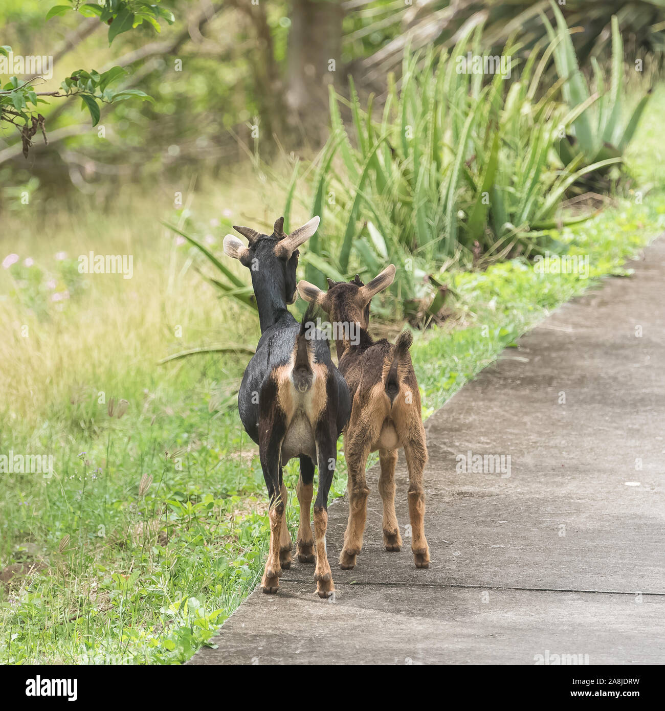 Chèvre sauvage blanc et brun, tête, animal sauvage en Guadeloupe Banque D'Images